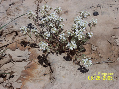 Lepidium papilliferum