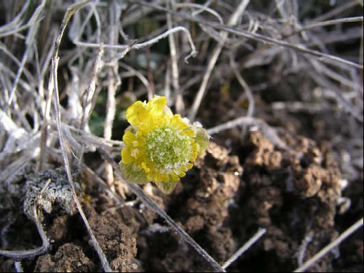 Ranunculus glaberrimus